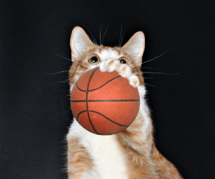 Humour Mini Basketball Hoops Zazzle