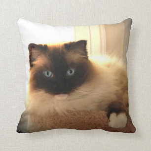 Kitty Cat Cats Ragdoll Ragdolls Blue Eyes Pillow