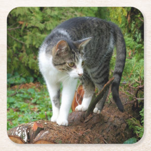 Kitty - Cat - Drink Coaster