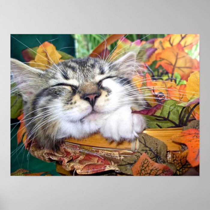 Kitty Cat Face, Fun Maine Coon Kitten,Thanksgiving Print