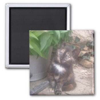 Kitty Cat Fridge Magnet by dizziewizzie1 at Zazzle