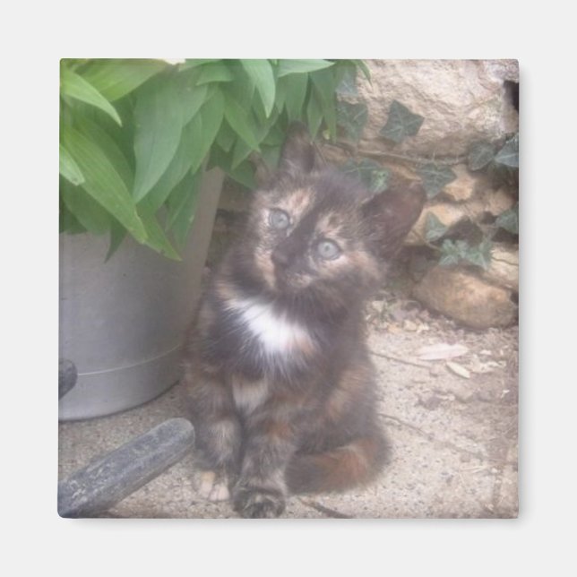 Kitty Cat fridge Magnet (Front)