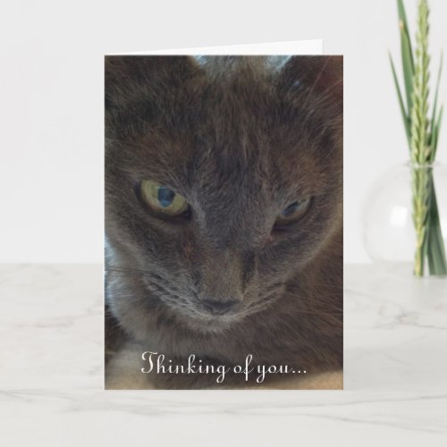 Kitty Cat Get Well Greeting Card
