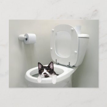 Kitty Cat In Toilet Bowl Postcard by deemac1 at Zazzle
