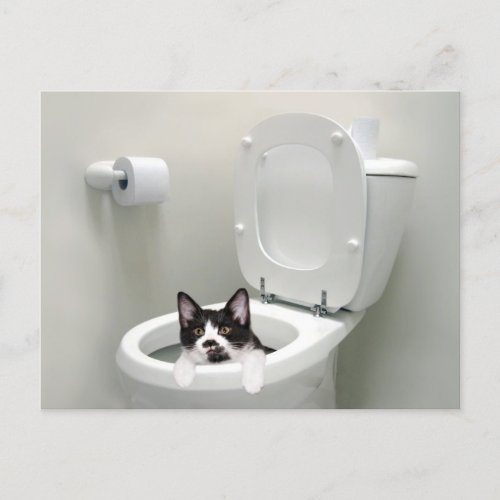 Kitty cat in toilet bowl postcard