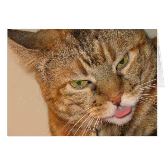 kitty cat kiss cards (Front Horizontal)