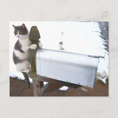 Kitty Cat Mailbox Cute Fun Postcard