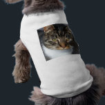 Kitty Cat Pet Clothing<br><div class="desc">Kitty Cat Pet Clothing</div>