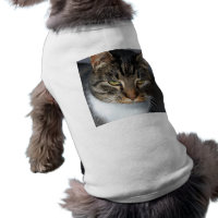 Kitty Cat Pet Clothing