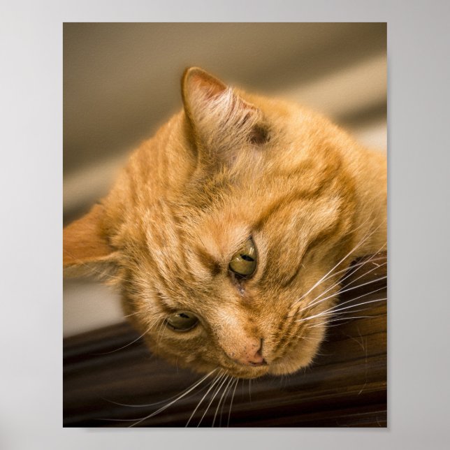 KITTY CAT  POSTER (Front)