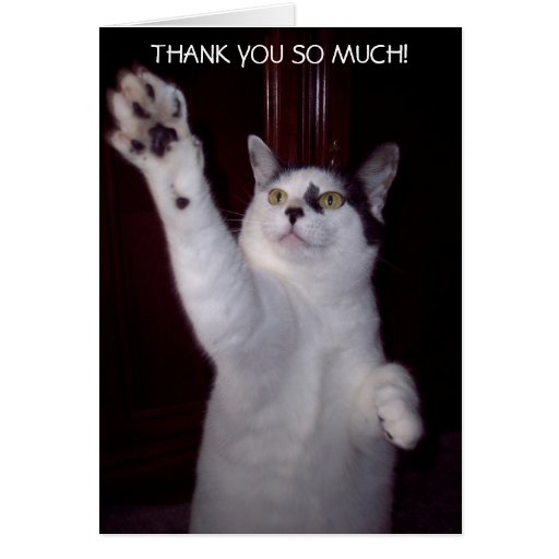 KITTY CAT THANK YOU CARD | Zazzle