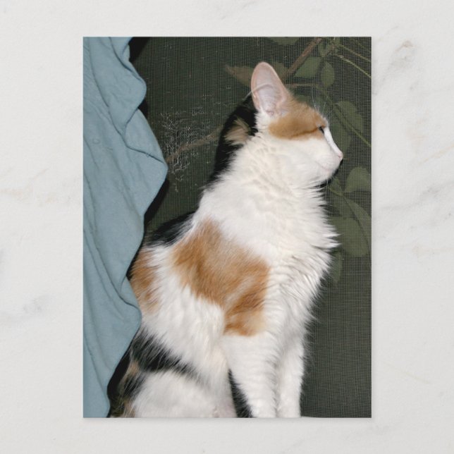 Kitty cat waiting postcard (Front)