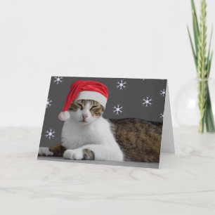 Kitty Christmas Cards