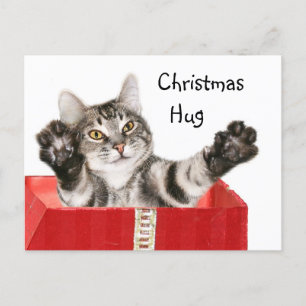 Kitty Christmas hug Holiday Postcard