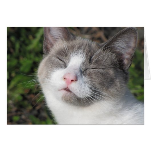 Kitty Face Cards (Front Horizontal)