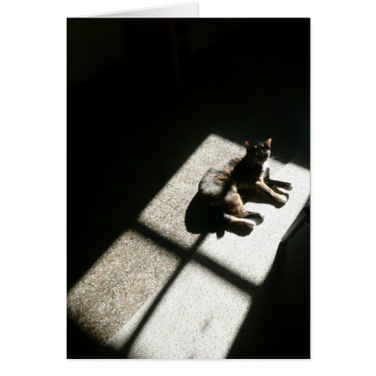 kitty found the sunshine, calico cat in shadows (Front)