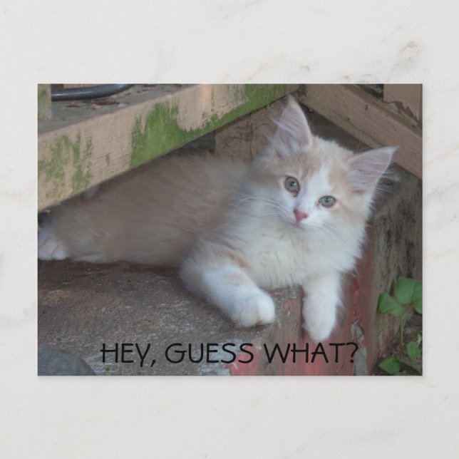 Kitty -HEY, GUESS WHAT? I MISS YOU Postcard (Front)