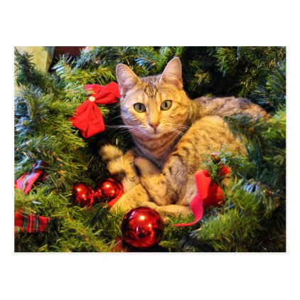 Kitty in the Christmas Tree Postcard