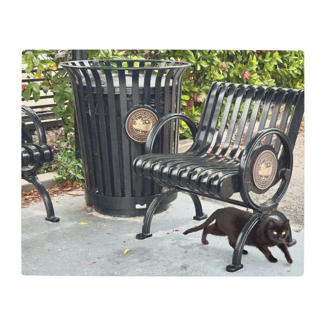 Kitty in The Park Metal Print (Front)