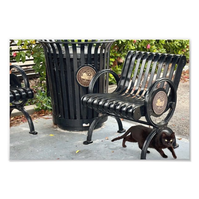 Kitty in The Park Photo Print (Front)