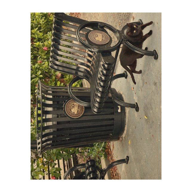 Kitty in The Park Wood Wall Art (Front)