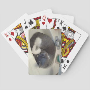 Kitty in the sink poker cards