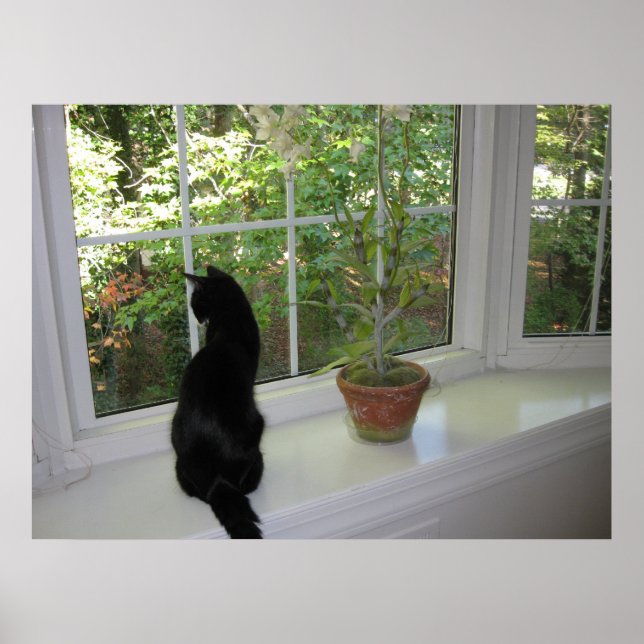 Kitty in the Window Poster (Front)