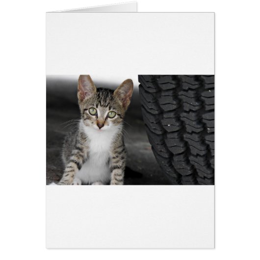 Kitty.JPG Cards (Front)