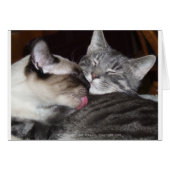 Kitty Love (Front Horizontal)