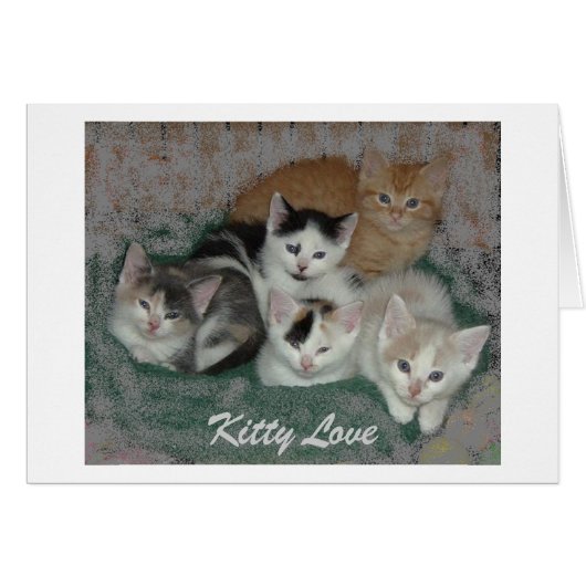 Kitty Love (Front Horizontal)
