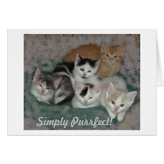 Kitty Love Cards (Front Horizontal)