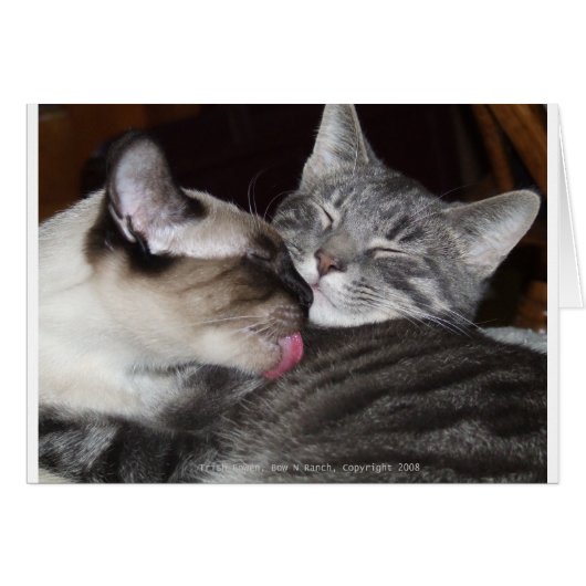 Kitty Love Cards (Front Horizontal)