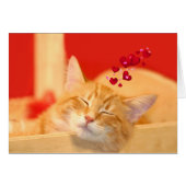 Kitty love even in dreams (Front Horizontal)