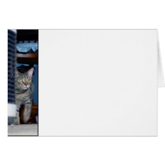 Kitty on the prowl cards