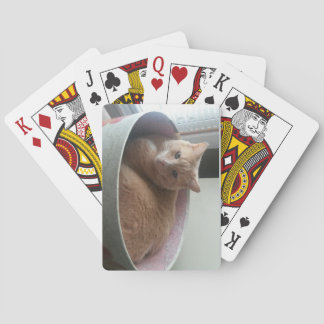 Kitty playing cards