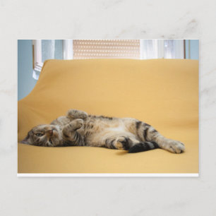 Kitty postcard