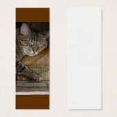 Kitty Sleep Profile Card (Front & Back)