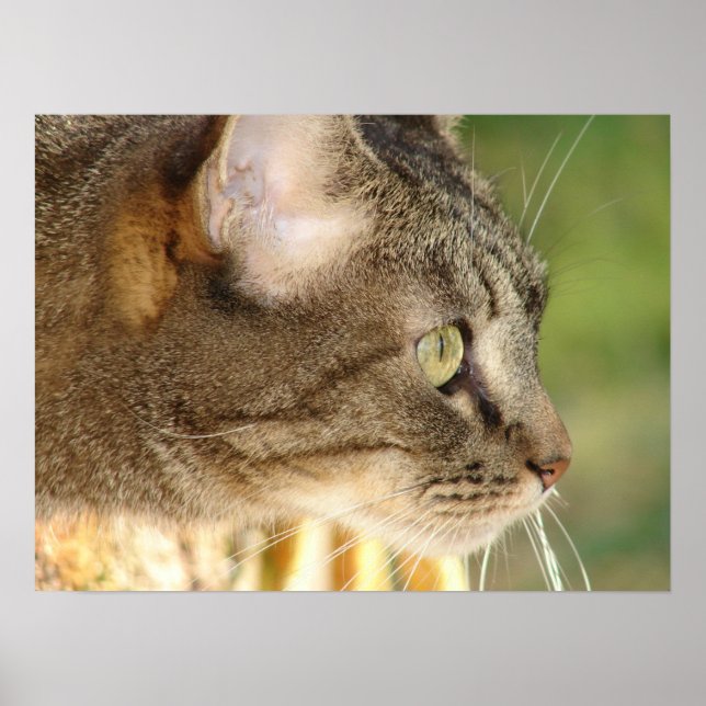 Kitty Stare Poster (Front)