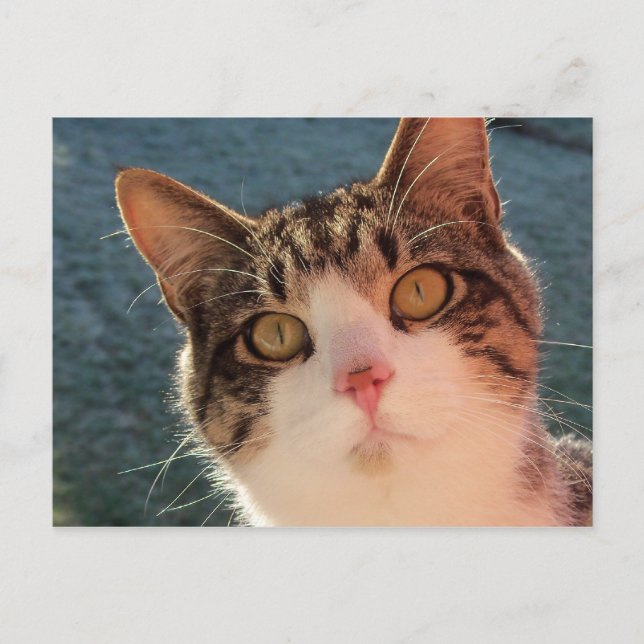 Kitty Up Close Postcard (Front)