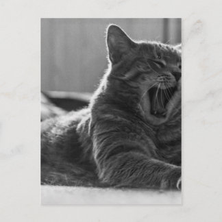 Kitty Yawning Postcard