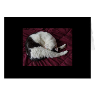 Kitty Yoga Cards