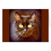 kittycat (Front Horizontal)