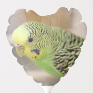 Kiwi  balloon