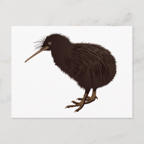 Kiwi Bird Postcard