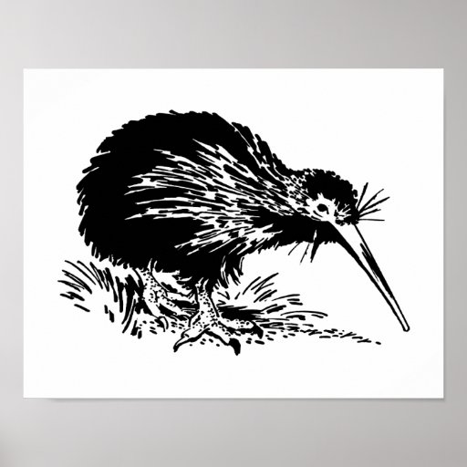 kiwi bird poster | Zazzle