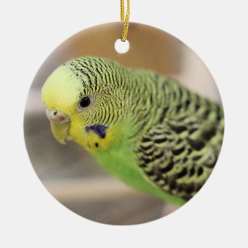 Kiwi Ceramic Ornament