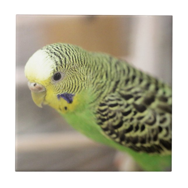 Kiwi Ceramic Tile (Front)