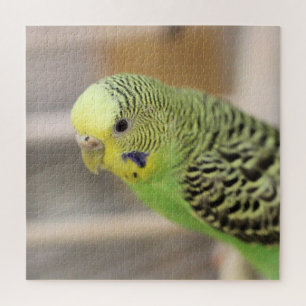 Kiwi Jigsaw Puzzle
