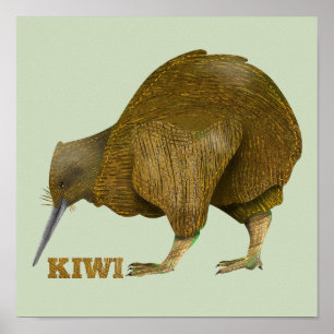 Kiwi N.Z. Bird Poster