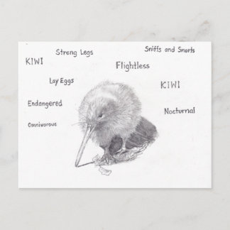 Kiwi out for a walk postcard